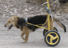dog3.gif