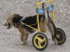 Dog4.gif