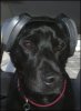 mutt-muffs.jpg