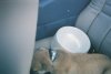 Piper Sleeping Backseat.jpg