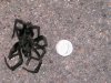 Tarantula.jpg