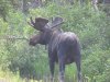 moose.JPG