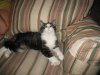 cAT 010.jpg