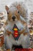supersquirrel9ky.jpg