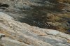 Pemaquid Sea Gulls.jpg