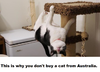 australiancat.png