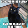 sassy.png