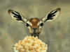 izctrl-popcorn.gif izctrl-popcorn.gif