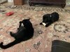 9451244F-5D25-42BC-8463-FE804041C0C1.jpeg