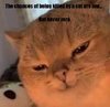 cat.jpg