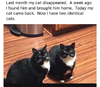 identicalcats.png