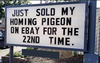 homingpigeon.png