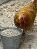 60039B05-F62E-4CA2-AD47-C0A3014213D1.jpeg