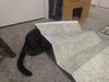 tabbyundermap.jpg tabbyundermap.jpg