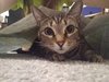 tabbyselfie.jpg