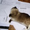 ranger and plans.jpg ranger and plans.jpg