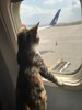 Air Cat.jpg Air Cat.jpg