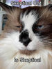 skeptical cat - Ranger.jpg skeptical cat - Ranger.jpg