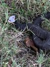 IMG_2681.jpeg