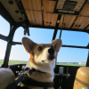 DALL·E 2023-05-31 21.50.52 - corgi flying piper j3 cub airplane front seat.png