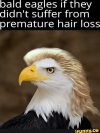 Haired Eagles.jpg