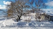 WinterTrees.jpg WinterTrees.jpg