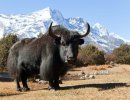 Yak-Himalayas-Nepal.jpg Yak-Himalayas-Nepal.jpg