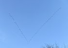 GeeseInFlight.jpg