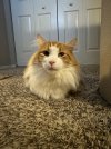 IMG_1412.jpeg