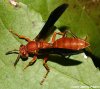 polistes071105-2526facez.jpg