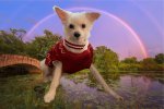 Tuffy and the Rainbow Bridge.jpg Tuffy and the Rainbow Bridge.jpg