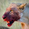 lion.jpg lion.jpg