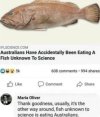 unknownfish.jpg unknownfish.jpg