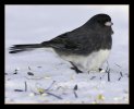 IMG_1472.jpeg