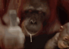 orangutan-hammer.gif orangutan-hammer.gif