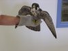 PeregrineMay2008 003.jpg