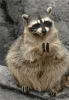 clap raccoon.gif