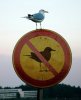 fail-birdsign.jpg