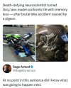 next pigeon (2).jpg