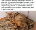 american howling retriever (2).jpg