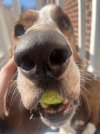 boop.jpg