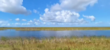wetlands.PNG
