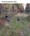 Huntingi dog.JPG Huntingi dog.JPG