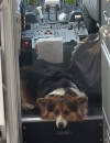 corgi.png corgi.png