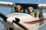 Cessna & Dogs.jpg