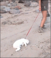 mOTlrsp.gif