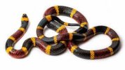Coral Snake vs. King Snake Identification and Traits | HowStuffWorks
