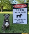 un-medicated dog with gun.jpg