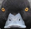 duck watching.PNG