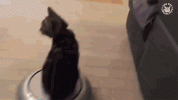 roomba-cat.gif roomba-cat.gif